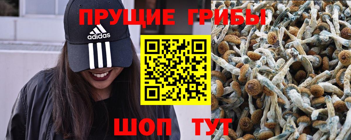 Псилоцибиновые грибы Psilocybine cubensis Ипатово
